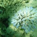 Coral Bleaching Confirmed on Seychelles' Curieuse Island