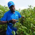 Farmers Explore New Varieties in Mozambique