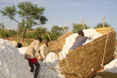 Cotton from Burkina Faso used to make textiles. Some countries hold the right to export many products, including textiles, under the quota-free and duty-free provisions of AGOA.