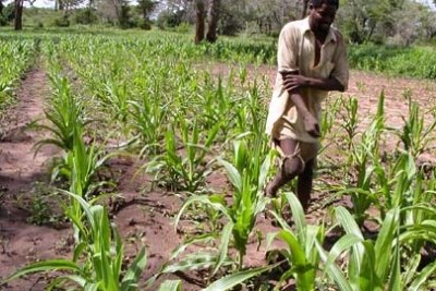 Maize crops (file photo).