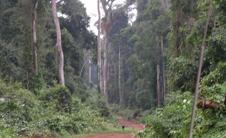 Cameroon Natural Resource Management  Cameroon Improves  allAfrica.com