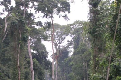 Cameroon is home to an incredibly diverse rain forest.