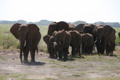 Increased poaching to render Elephant population extinct in the country.