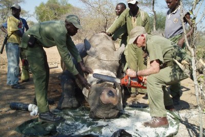 Removing the horn of a rhino to make it less appealing to poachers.