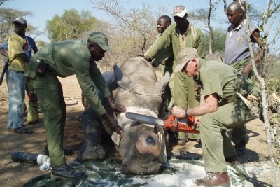 Conservators in Zimbabwe remove rhino horns to make them less attractive to poachers: Ministers are accused of taking part in the illegal trade in horns.