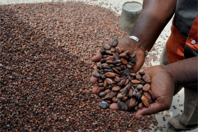 Un planteur à Daloa, partie de la ceinture productrice de cacao