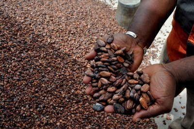 Cocoa beans on display.