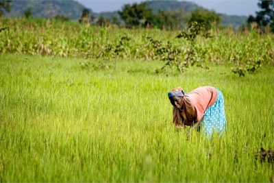 A woman works on her rice farm in Kaduna State, Nigeria.