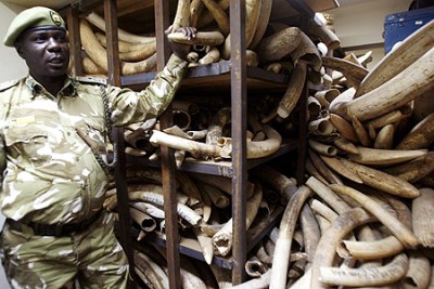A Kenya Wildlife Services ranger shows elephant tusks intercepted from poachers (file photo).