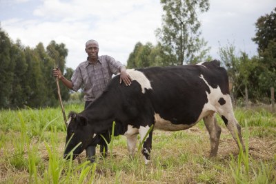 Farmer Paul Kimani Muchai, on his farm in OL Kalou, Kenya on November 1, 2011.