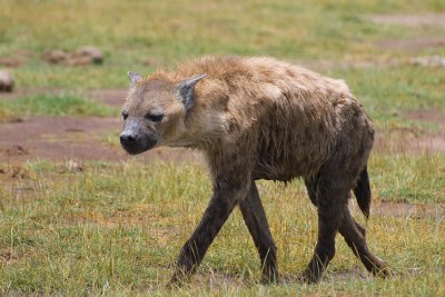 Spotted hyena.