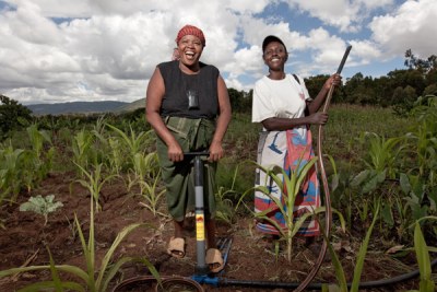 Des femmes travaillant dans un champ.