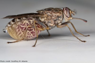 Tsetse fly (file photo).