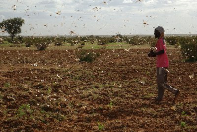 Locust swarm in Mauritania (file photo).