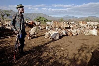 An armed herdsman watches over his cattle  (file photo).