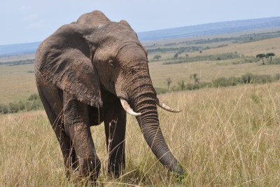 Elephant in the Maasai Mara National Reserve in Kenya.