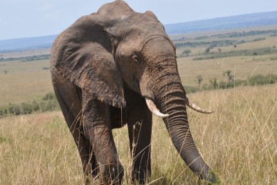 (Photo d'archives) - Les éléphants sont de plu en plus menacés au Cameroun