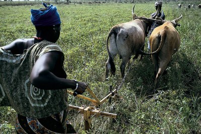 Les fermes africaines utilisent le moins de technologie moderne au monde, de sorte que toute augmentation de l'utilisation pourrait entraîner des gains énormes. ( photo d'archive )