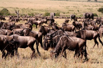 The last of the wildebeest on their epic migration from the Masai Mara to the Serengeti.