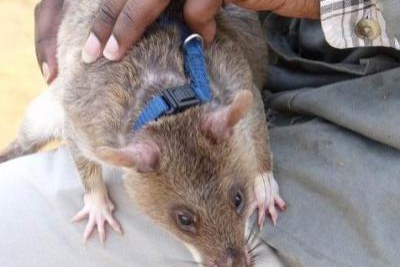 Rats are used to detect landmines (file photo).