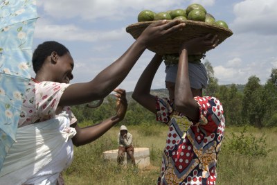 Des fermières rwandaises à l'heure de la récolte.