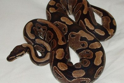A python regius specimen (file photo).
