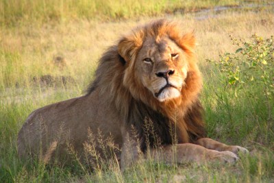 Cecil the Lion (file photo).