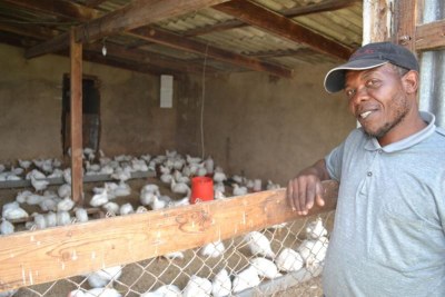Poultry farm in South Africa