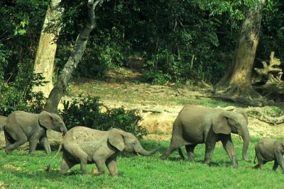 Forest elephants in Liberia.