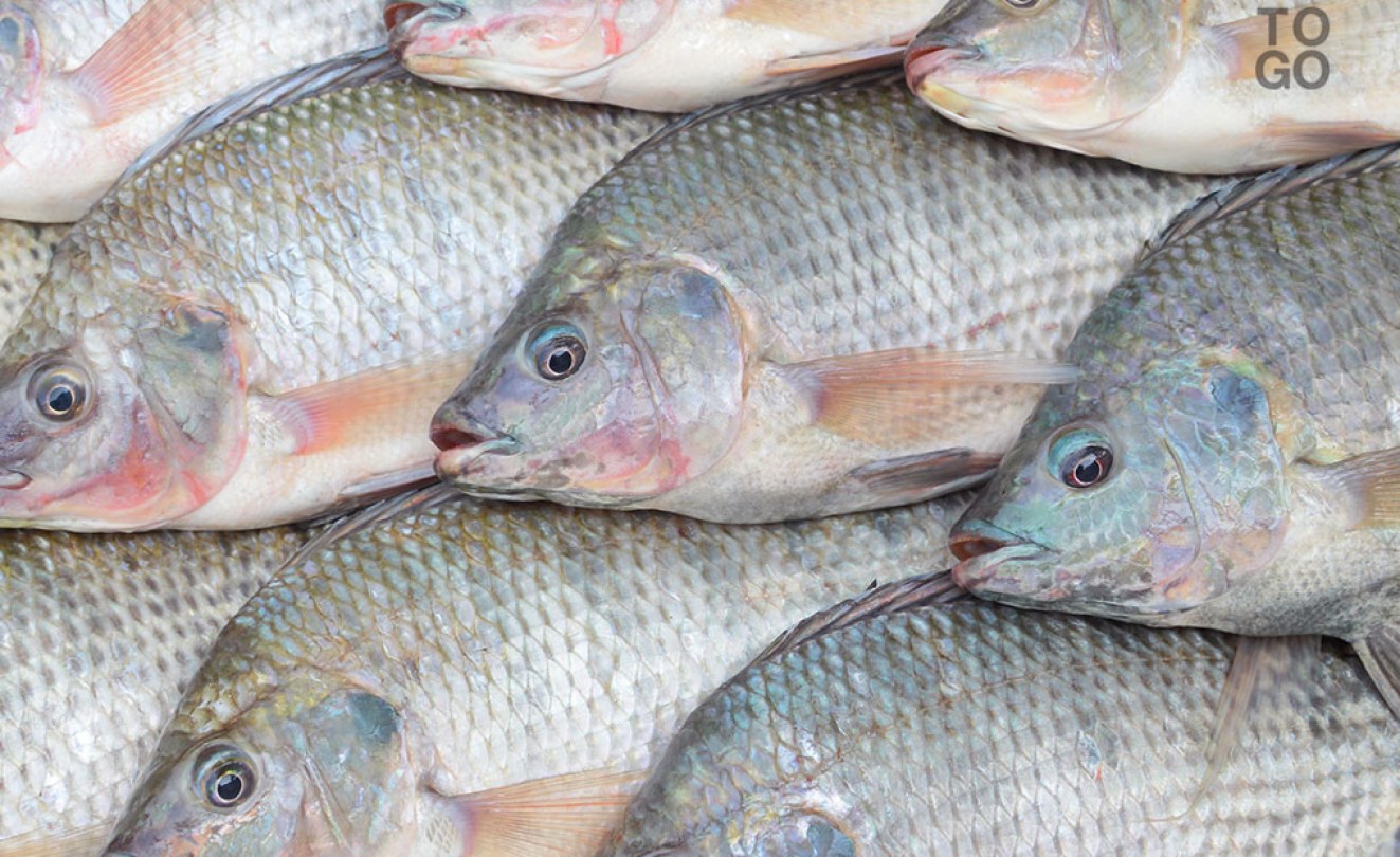 Uganda Why You Should Eat More Tilapia