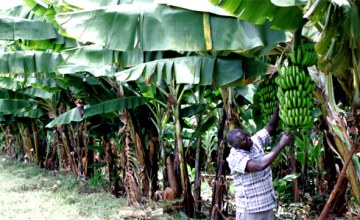 New Push for Africa's Agricultural Transformation Gets $30B Boost
