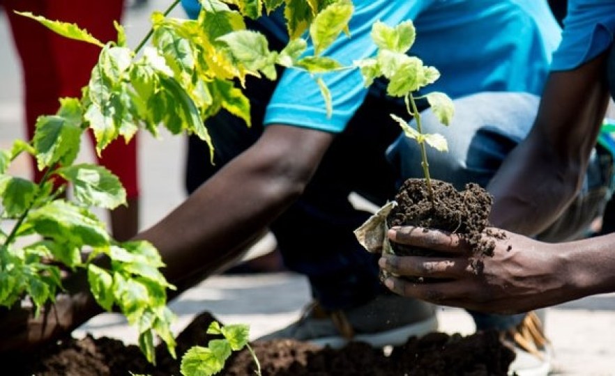 Africa Planting Trees Will Not Solve the Climate Crisis