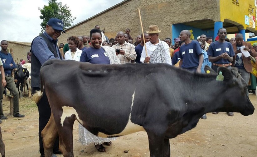 Rwanda: Twenty Nyabihu Farmers Get Cows - allAfrica.com