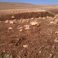 Morocco: No Tilling on This Farm #COP22