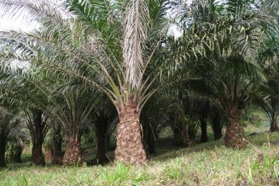 Plantation dédiée à l'huile de palme au Cameroun