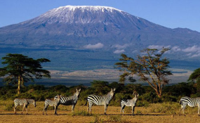 Tanzania: Unique Snow Attracts On Mt Kilimanjaro - allAfrica.com