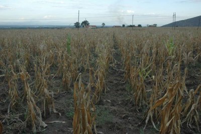 Drought in Uganda and most parts of the continent has hit farmers hard.