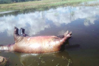 Dead hippo.
