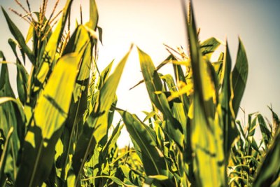 GMO maize (file photo).