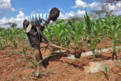 Farmer working on his maize farm in Kenya (file photo).