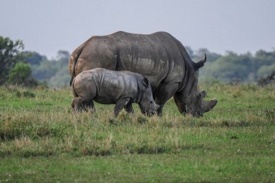 Rhinos (file photo).