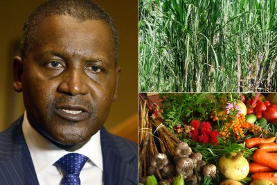 Aliko Dangote is putting billions into the agricultural sector in Nigeria.