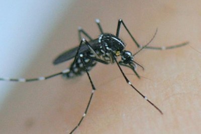 Moustique-tigre (Aedes albopictus), vecteur du chikungunya et de la dengue.
