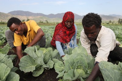 Youth tending to their vegetables as part of an FAO initiative supporting young people at risk of migrating. Creating farming and rural, off-farm opportunities key to address migration.