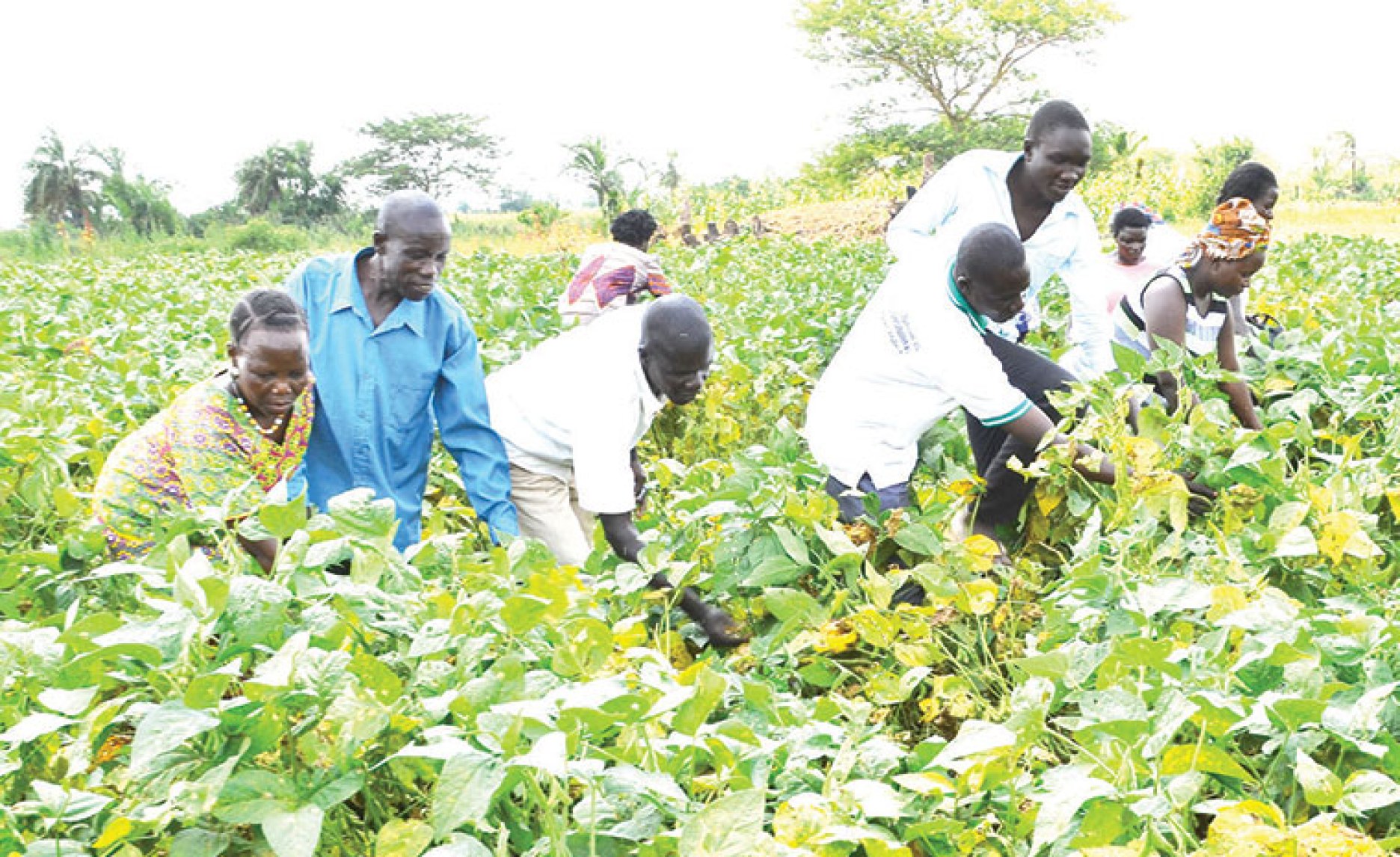 Uganda Agriculture Can End Uganda's Job Problem, Says New Study