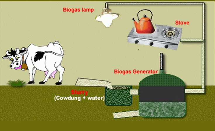 Procedure To Produce Electricity From Cow Dung All About Cow Photos procedure-to-produce-electricity-from-cow-dung-all-about-cow-photos