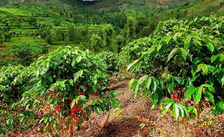 Kenya Coffee To Be Sold In Singapore At Virtual Mart Allafrica Com
