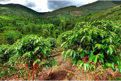 Nyinawumuntu’s coffee plantation in Kayonza (file photo).