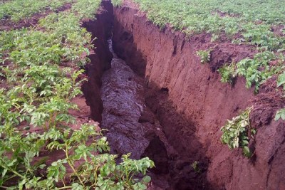 The giant fissure swallowed crops in its wake at at Moi Ndabi area on the outskirts of Naivasha town.
