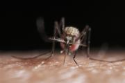 Moustique responsable du paludisme